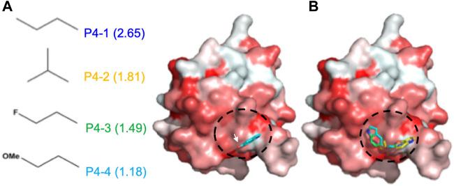 https://cdn.ncbi.nlm.nih.gov/pmc/blobs/f4a1/9061996/b3f54c099e52/fmolb-09-871499-g002.jpg