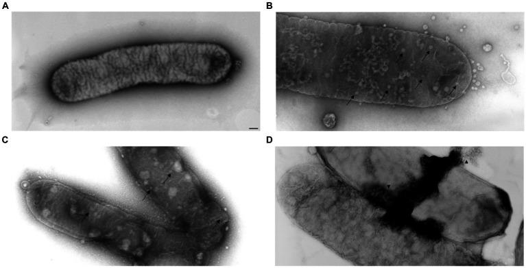 https://cdn.ncbi.nlm.nih.gov/pmc/blobs/f4ac/11165191/e335eebb5499/fmicb-15-1412650-g008.jpg
