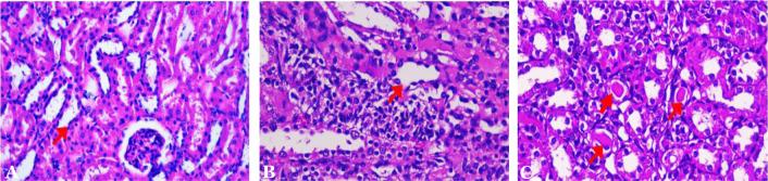 https://cdn.ncbi.nlm.nih.gov/pmc/blobs/f4b1/11731809/73664070ce10/NarraJ-4-e1227-g004.jpg