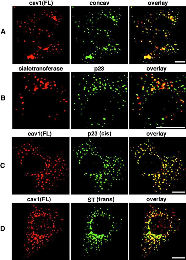 https://cdn.ncbi.nlm.nih.gov/pmc/blobs/f4b1/2133166/b6a189934177/JCB9901001.f4.jpg