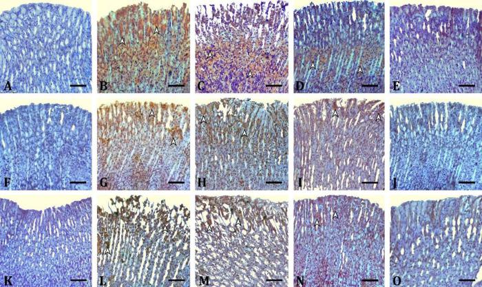 https://cdn.ncbi.nlm.nih.gov/pmc/blobs/f4b6/12085943/bc8334c05890/vrf-16-133-g002.jpg
