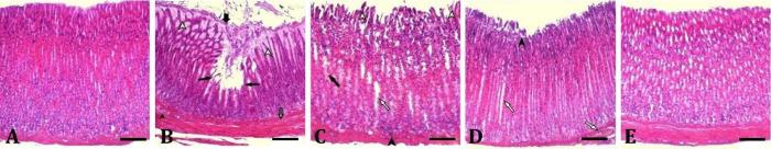 https://cdn.ncbi.nlm.nih.gov/pmc/blobs/f4b6/12085943/cf17522c6da3/vrf-16-133-g001.jpg