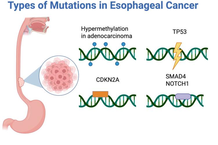 https://cdn.ncbi.nlm.nih.gov/pmc/blobs/f4b6/12390799/7b7597d05be4/fonc-15-1622984-g003.jpg