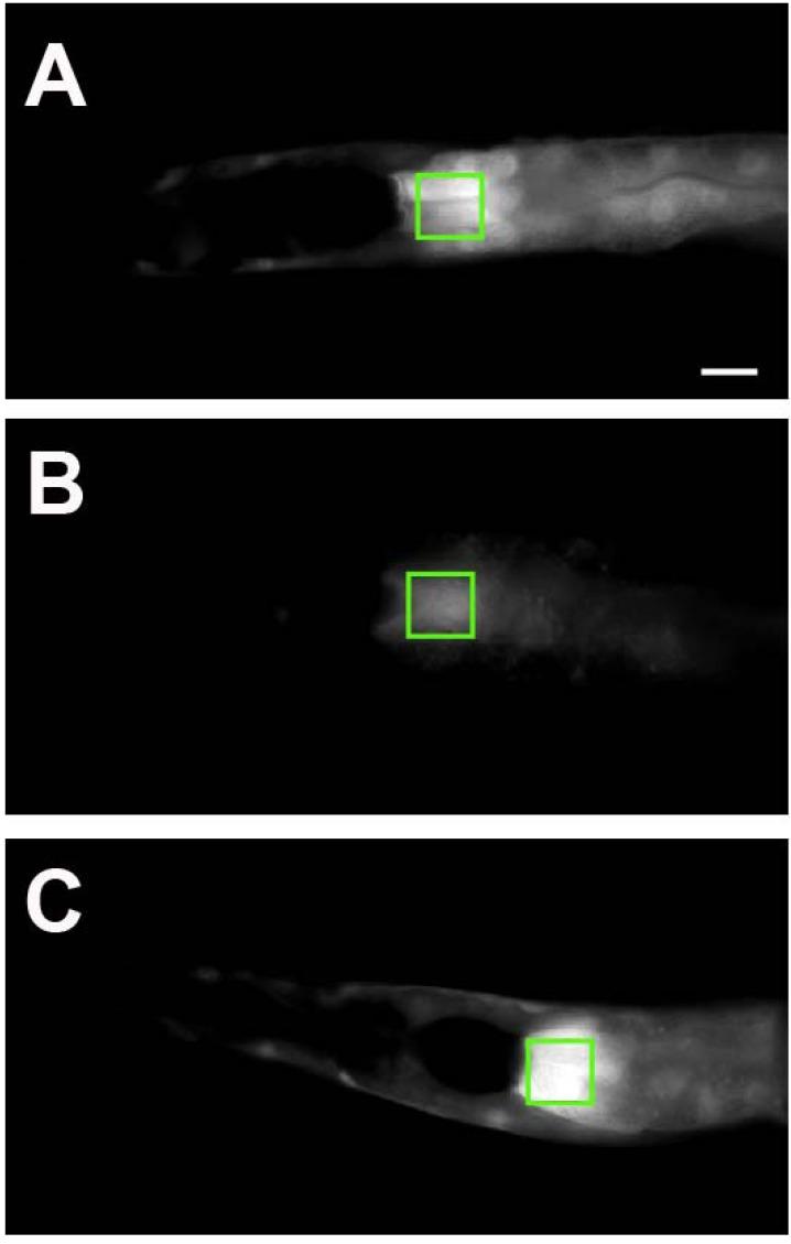https://cdn.ncbi.nlm.nih.gov/pmc/blobs/f4b7/3580786/3f8bb39f45bd/CN-11-16_F4.jpg