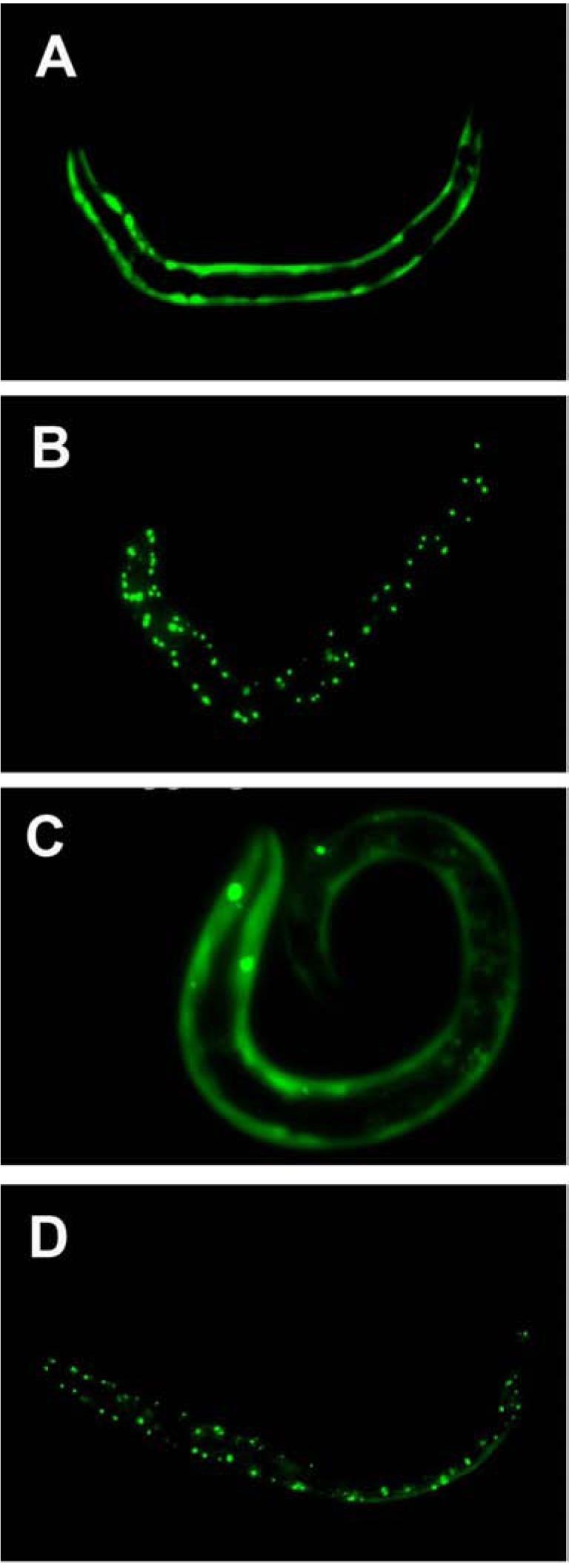 https://cdn.ncbi.nlm.nih.gov/pmc/blobs/f4b7/3580786/b43511ce3893/CN-11-16_F3.jpg