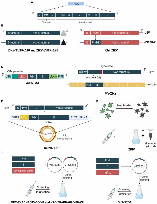 https://cdn.ncbi.nlm.nih.gov/pmc/blobs/f4ba/10213220/de30f89d2a6d/fimmu-14-1161149-g004.jpg