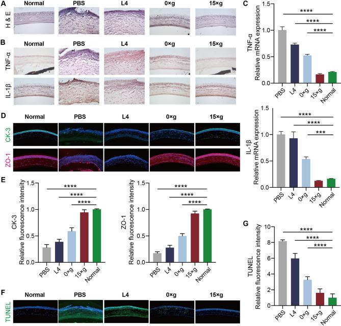 https://cdn.ncbi.nlm.nih.gov/pmc/blobs/f4bb/12210758/24df77b06c71/12951_2025_3556_Fig4_HTML.jpg