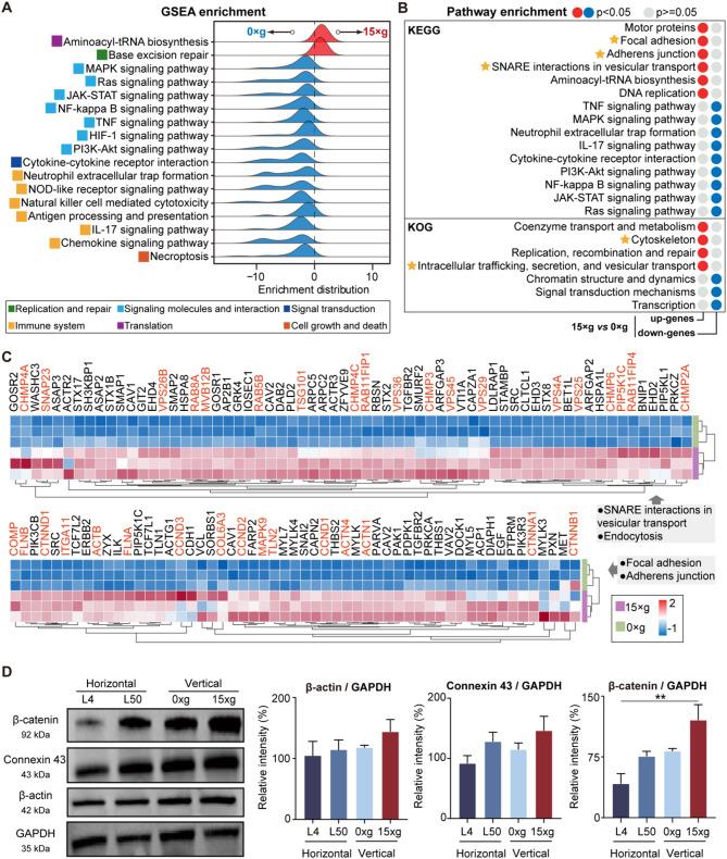 https://cdn.ncbi.nlm.nih.gov/pmc/blobs/f4bb/12210758/d0d2bfc4550e/12951_2025_3556_Fig5_HTML.jpg