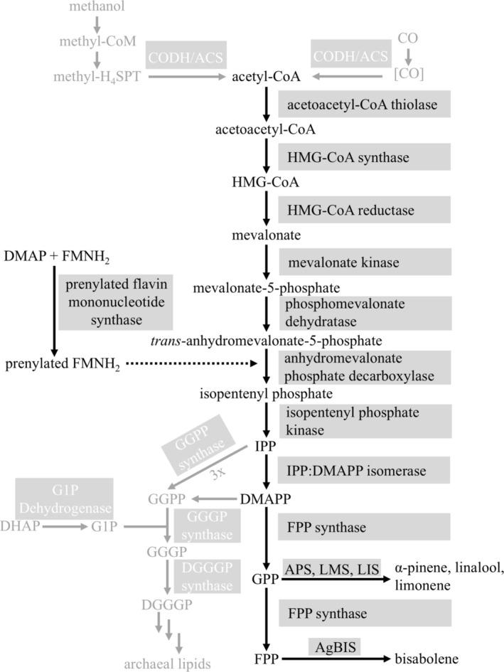 https://cdn.ncbi.nlm.nih.gov/pmc/blobs/f4bc/11816158/074711b34f37/MBT2-18-e70105-g001.jpg
