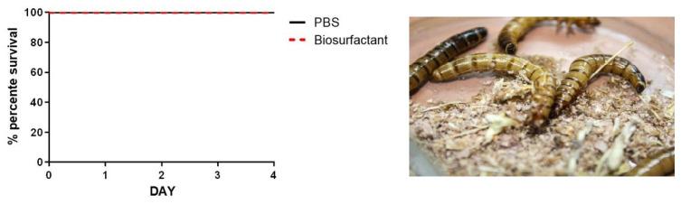 https://cdn.ncbi.nlm.nih.gov/pmc/blobs/f4c2/11433786/f292a873e0a0/microorganisms-12-01849-g005.jpg