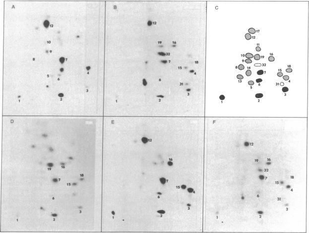 https://cdn.ncbi.nlm.nih.gov/pmc/blobs/f4c8/348651/601ac31df63f/pnas00667-0375-a.jpg