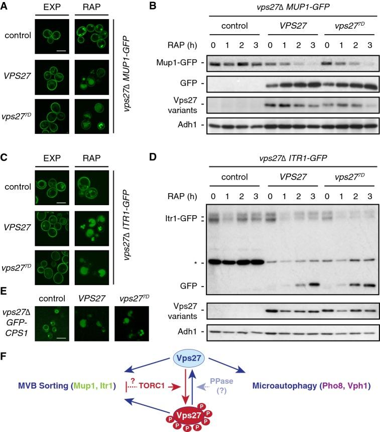 https://cdn.ncbi.nlm.nih.gov/pmc/blobs/f4cb/6744375/0896a633ea14/294_2019_982_Fig2_HTML.jpg