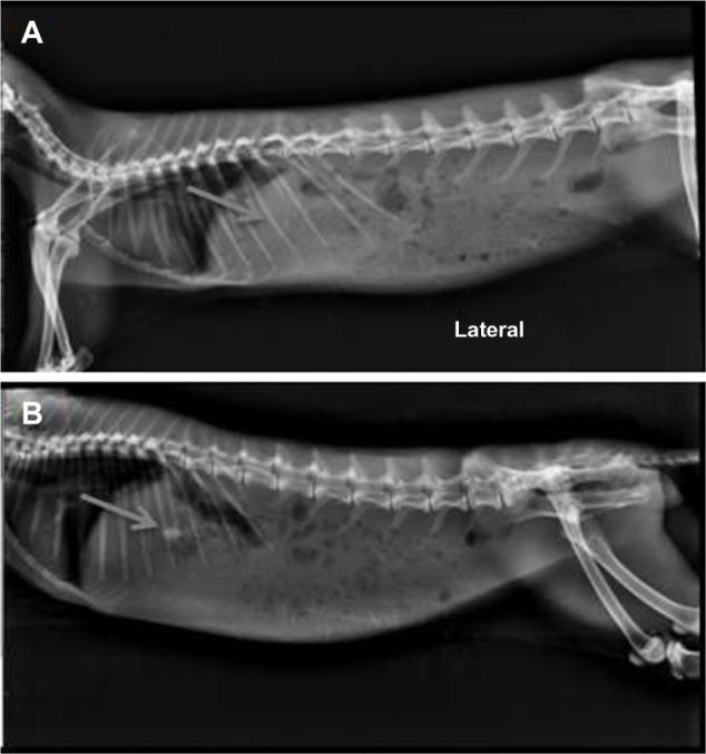 https://cdn.ncbi.nlm.nih.gov/pmc/blobs/f4ce/3857114/8a631ac890b6/dddt-7-1455Fig7.jpg