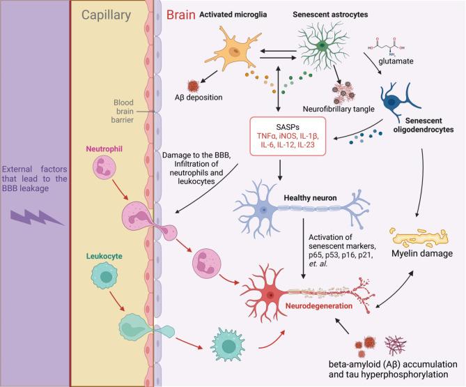 https://cdn.ncbi.nlm.nih.gov/pmc/blobs/f4d5/11974143/c087bc2810dc/13287_2025_4285_Fig1_HTML.jpg