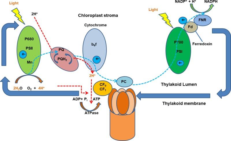 https://cdn.ncbi.nlm.nih.gov/pmc/blobs/f4d6/6797626/c112024dd260/fgene-10-00956-g001.jpg