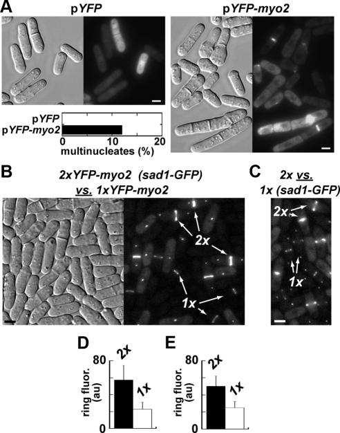 https://cdn.ncbi.nlm.nih.gov/pmc/blobs/f4d7/2836979/12bbaf481e36/zmk0061093980001.jpg
