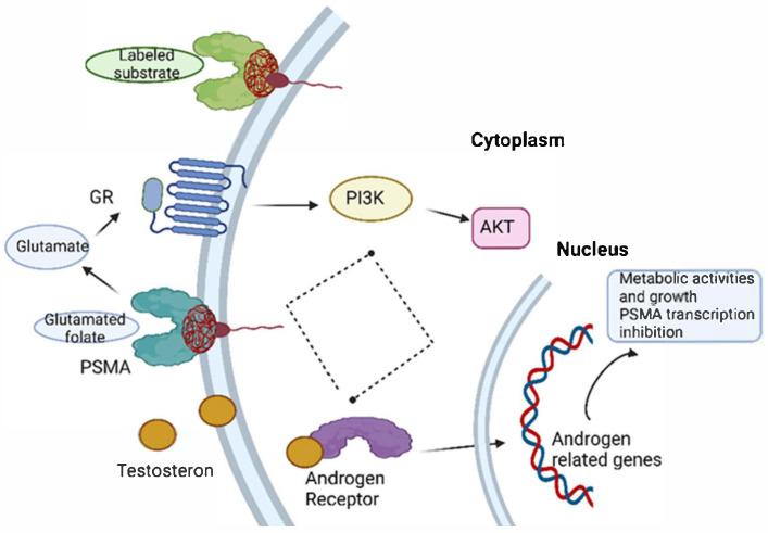 https://cdn.ncbi.nlm.nih.gov/pmc/blobs/f4db/12296053/6d7a1fe6f2b3/ijms-26-06751-g002.jpg