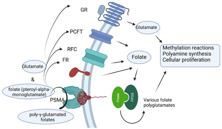 https://cdn.ncbi.nlm.nih.gov/pmc/blobs/f4db/12296053/8cb7c11d5db8/ijms-26-06751-g001.jpg