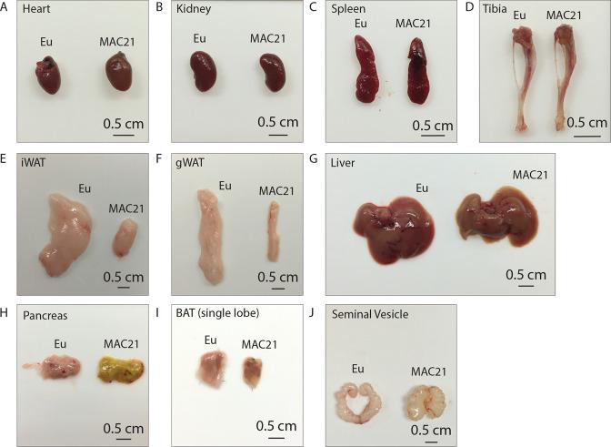https://cdn.ncbi.nlm.nih.gov/pmc/blobs/f4de/10229126/be548dfa27f7/elife-86023-fig3-figsupp1.jpg