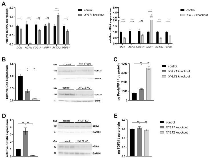https://cdn.ncbi.nlm.nih.gov/pmc/blobs/f4df/10967791/35b574eb6cd5/biomedicines-12-00572-g003.jpg