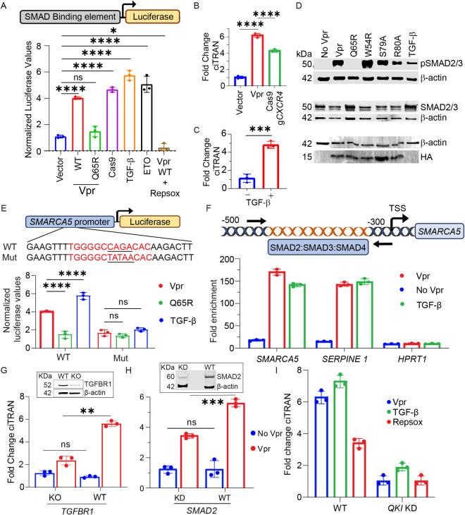 https://cdn.ncbi.nlm.nih.gov/pmc/blobs/f4e1/12266428/45ca5753b52a/ppat.1013332.g003.jpg
