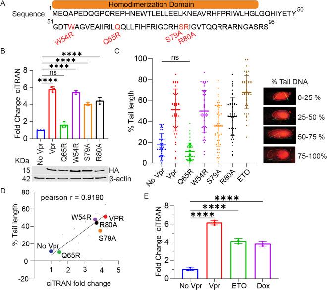 https://cdn.ncbi.nlm.nih.gov/pmc/blobs/f4e1/12266428/978b1e02cb82/ppat.1013332.g001.jpg