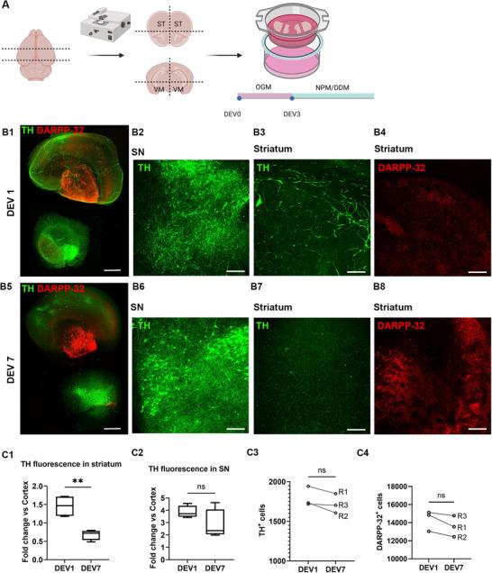 https://cdn.ncbi.nlm.nih.gov/pmc/blobs/f4e1/12376662/1b17b45b8757/ADVS-12-2500400-g003.jpg