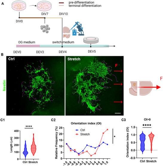 https://cdn.ncbi.nlm.nih.gov/pmc/blobs/f4e1/12376662/3ce6d50a7332/ADVS-12-2500400-g006.jpg