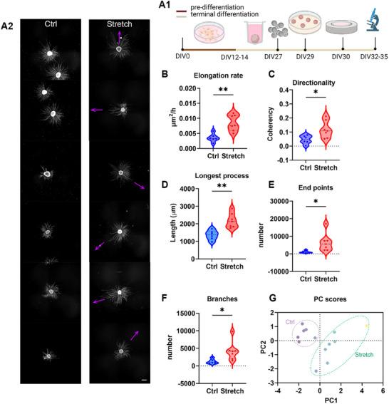 https://cdn.ncbi.nlm.nih.gov/pmc/blobs/f4e1/12376662/9057b6220d4e/ADVS-12-2500400-g007.jpg