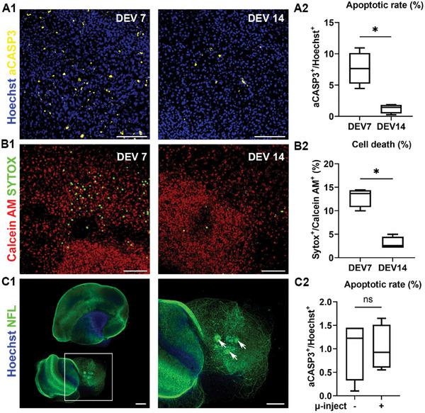https://cdn.ncbi.nlm.nih.gov/pmc/blobs/f4e1/12376662/b21c27afb76e/ADVS-12-2500400-g005.jpg
