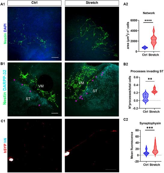 https://cdn.ncbi.nlm.nih.gov/pmc/blobs/f4e1/12376662/b4cb4b25982c/ADVS-12-2500400-g002.jpg