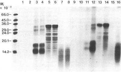 https://cdn.ncbi.nlm.nih.gov/pmc/blobs/f4e2/279780/0953686f7b09/pnas00257-0091-a.jpg