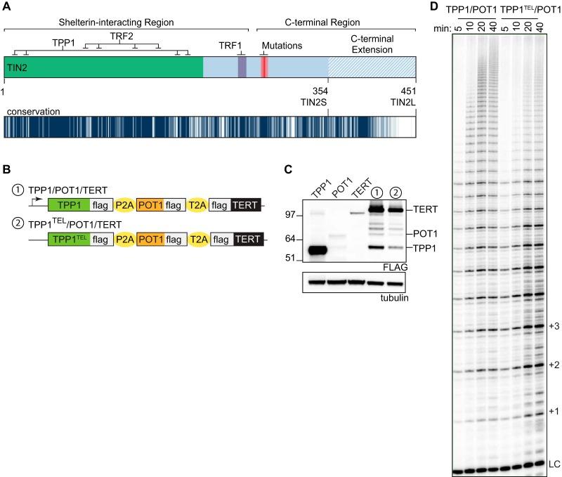https://cdn.ncbi.nlm.nih.gov/pmc/blobs/f4e3/6791651/875be836adae/MCB.00593-18-f0001.jpg