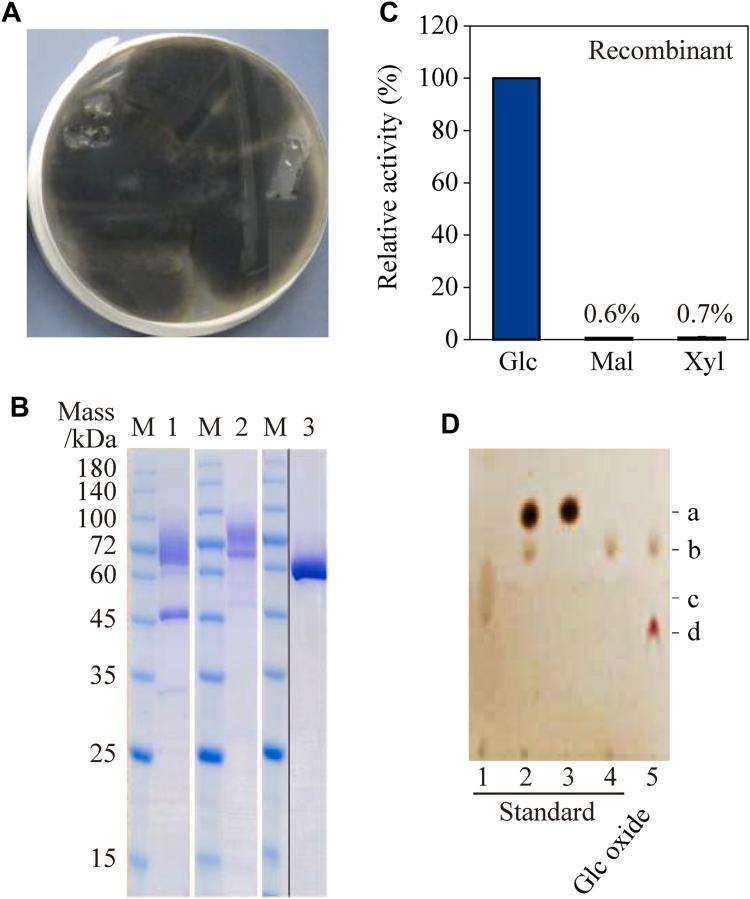 https://cdn.ncbi.nlm.nih.gov/pmc/blobs/f4e5/11871447/4b2554473526/gr2.jpg