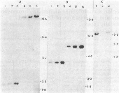 https://cdn.ncbi.nlm.nih.gov/pmc/blobs/f4e7/345528/ecb1bbd45ec0/pnas00612-0207-a.jpg