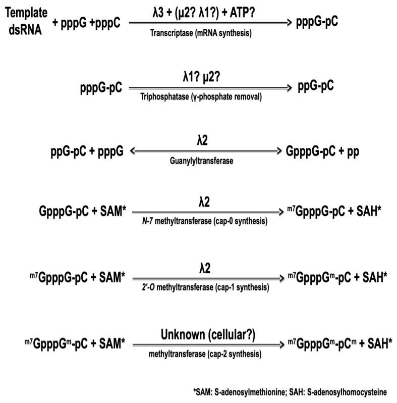 https://cdn.ncbi.nlm.nih.gov/pmc/blobs/f4ec/6315682/7228ae34b2db/viruses-10-00671-g002.jpg