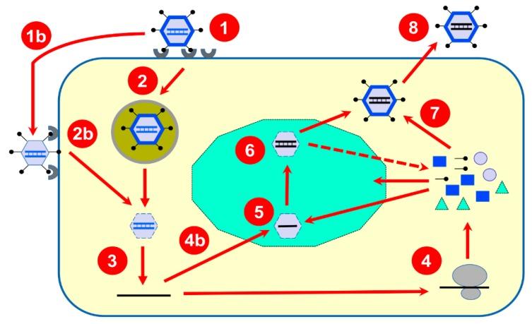 https://cdn.ncbi.nlm.nih.gov/pmc/blobs/f4ec/6315682/bf5055e4795c/viruses-10-00671-g001.jpg
