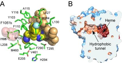 https://cdn.ncbi.nlm.nih.gov/pmc/blobs/f4ee/2850312/dfb6b1fb6836/pntd.0000651.g006.jpg
