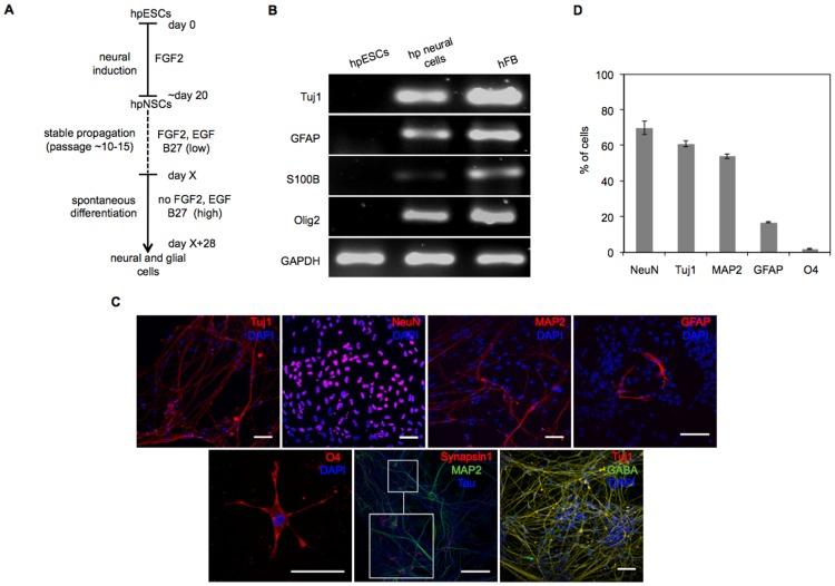 https://cdn.ncbi.nlm.nih.gov/pmc/blobs/f4f0/3412801/3772a0900752/pone.0042800.g002.jpg