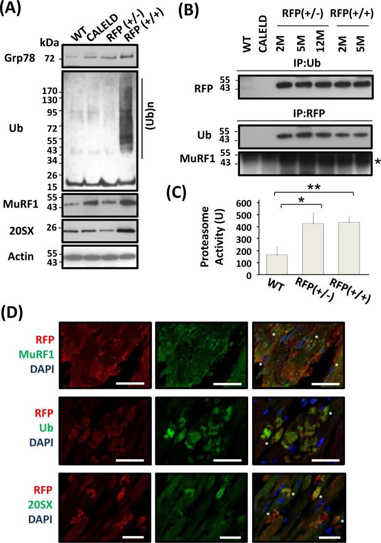 https://cdn.ncbi.nlm.nih.gov/pmc/blobs/f4f5/5342341/909dcabf63a6/oncotarget-07-54274-g004.jpg
