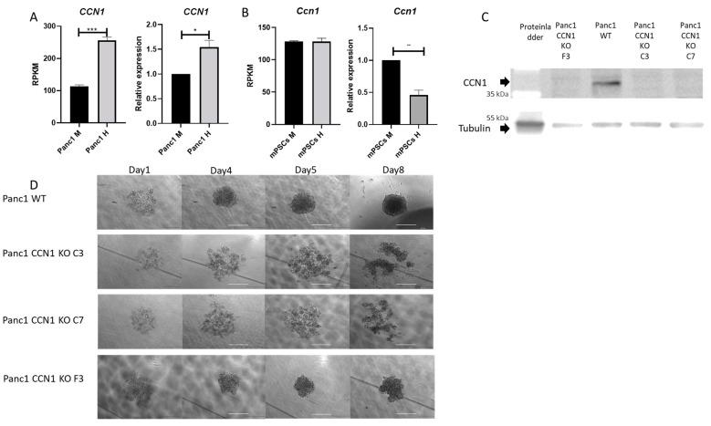 https://cdn.ncbi.nlm.nih.gov/pmc/blobs/f500/11394772/02df90b3f7ba/ijms-25-09369-g001.jpg
