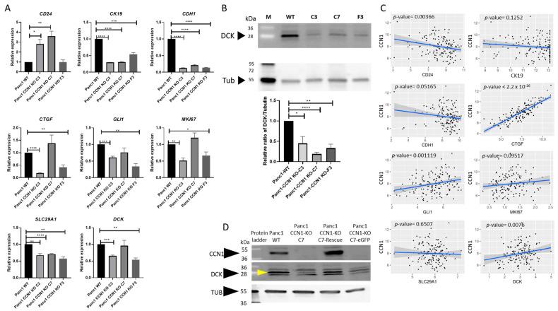 https://cdn.ncbi.nlm.nih.gov/pmc/blobs/f500/11394772/5b1e2e6e25af/ijms-25-09369-g002.jpg