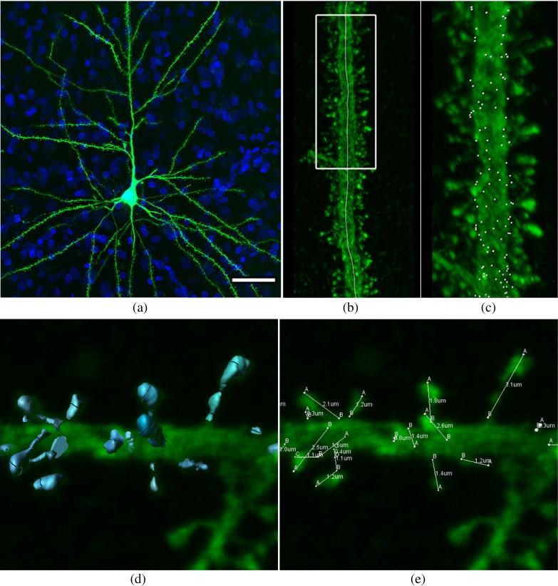 https://cdn.ncbi.nlm.nih.gov/pmc/blobs/f500/4003407/b6bbf9cf12e8/12021_2013_9195_Fig1_HTML.jpg