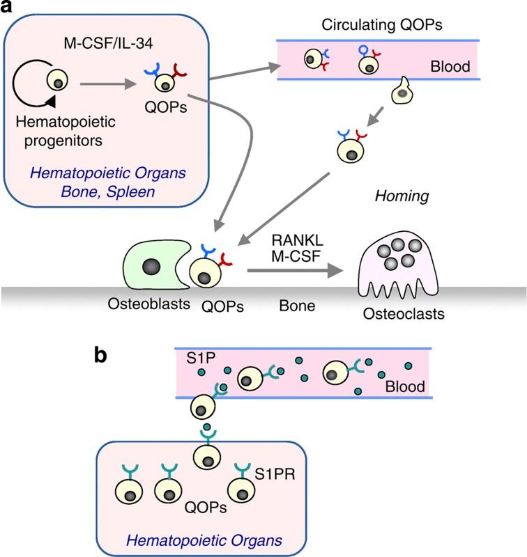 https://cdn.ncbi.nlm.nih.gov/pmc/blobs/f504/3944126/7fe7031e5fec/bonekey2013229-f6.jpg