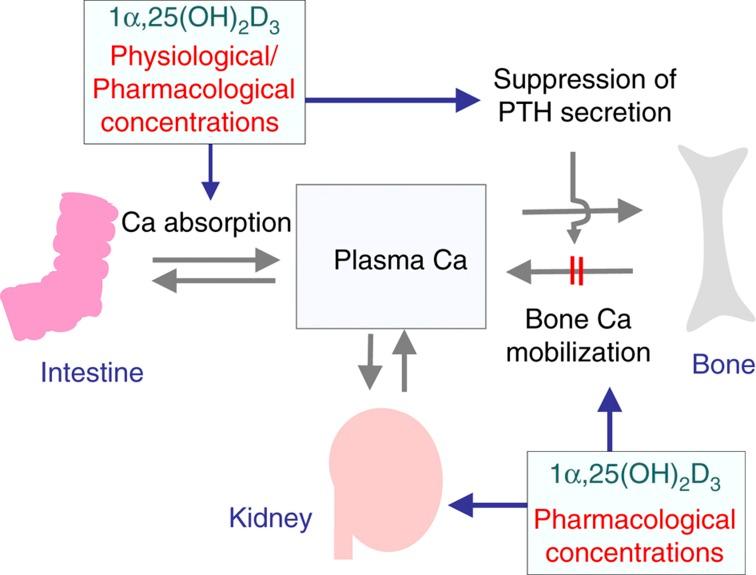 https://cdn.ncbi.nlm.nih.gov/pmc/blobs/f504/3944126/8513fffeea52/bonekey2013229-f10.jpg