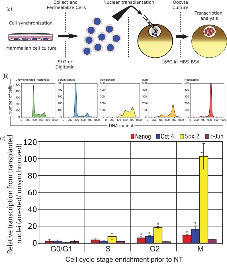 https://cdn.ncbi.nlm.nih.gov/pmc/blobs/f504/4114836/eef19907693d/pbio.1001914.g001.jpg