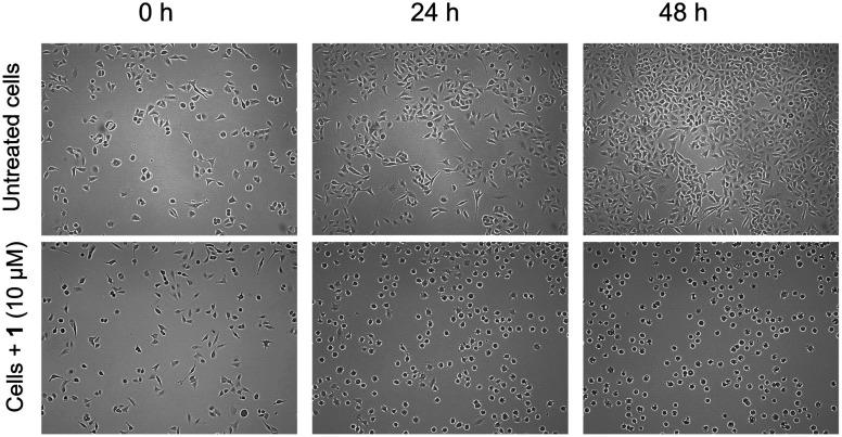 https://cdn.ncbi.nlm.nih.gov/pmc/blobs/f508/11975047/7b1eeebe93e1/d4md00964a-f4.jpg