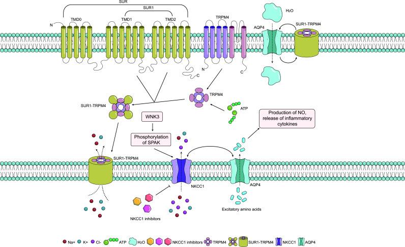 https://cdn.ncbi.nlm.nih.gov/pmc/blobs/f509/11451312/ff79130b73f2/CN-22-2330_F2.jpg