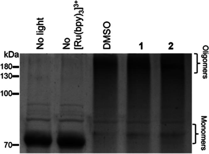 https://cdn.ncbi.nlm.nih.gov/pmc/blobs/f50b/10785335/26c21caf4db7/ao3c07453_0010.jpg