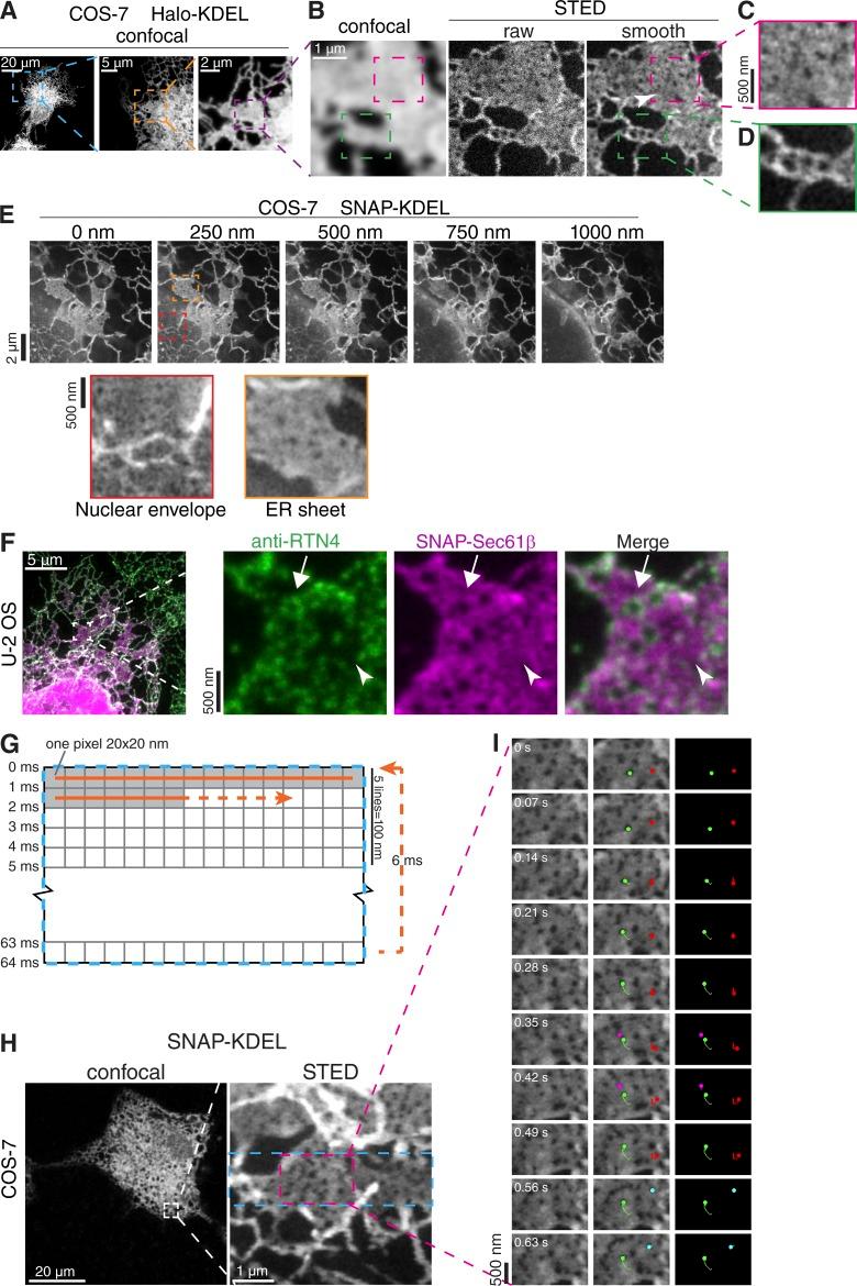 https://cdn.ncbi.nlm.nih.gov/pmc/blobs/f50b/6314542/d10e1cc2dba5/JCB_201809107_Fig1.jpg